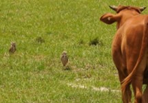 Burrowing Owl in Pasture