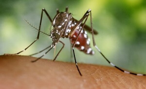 AKPYW3 An Asian tiger mosquito Aedes albopictus female mosquito feeds on a human blood meal