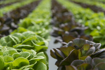 Lettuce crops