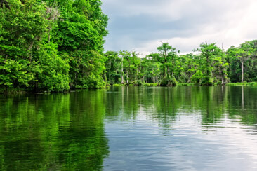 Wakulla Springs State Park is home of one of the largest and deepest freshwater springs in the world.  Tour the river to see nature in the their natural habitat.