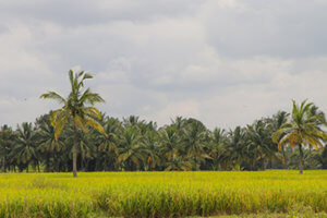 Floridian Palm Trees